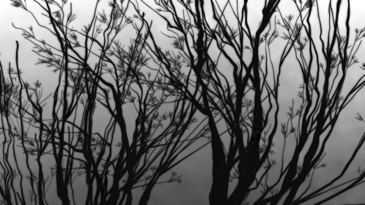 black and white still from a film that shows branches of trees which seem to flow like seaweed against a white background